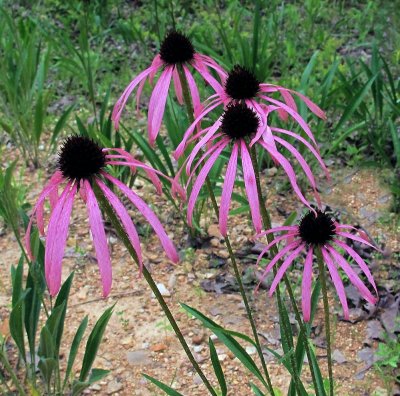 Echinacea simulata