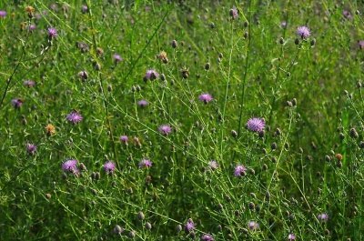 Centaurea macula