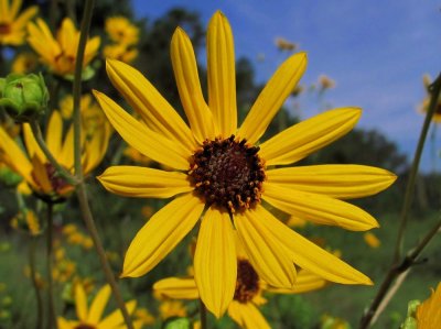 Helianthus silphioides