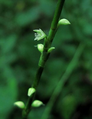 Persicaria virginiana