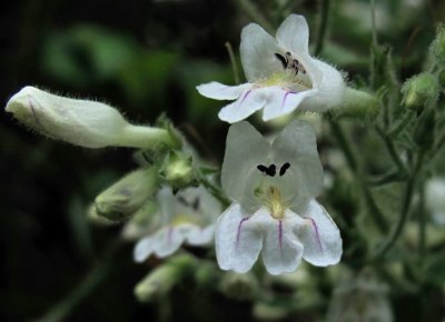 Penstemon pallidus