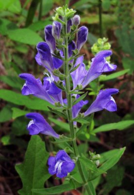 Scutellaria integrifolia