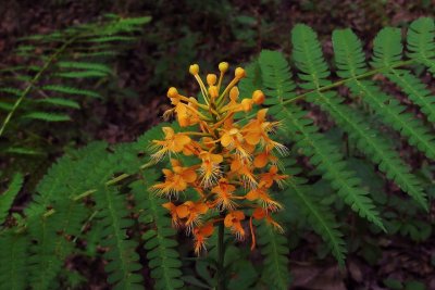 Platanthera ciliaris