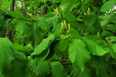 Magnolia acuminata