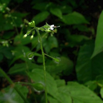 Circaea canadensis subsp. canadensis