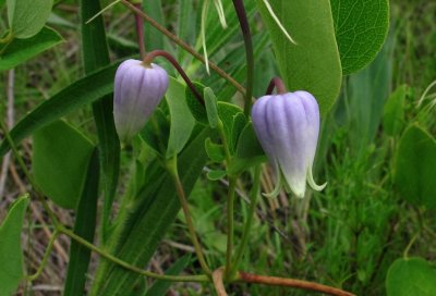 Clematis versicolor