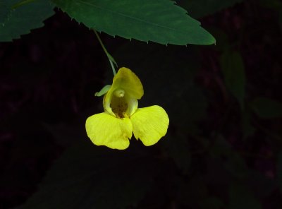 Impatiens pallida