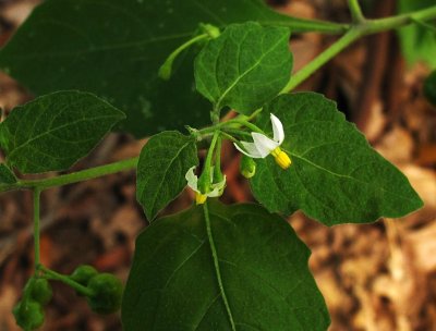  Solanum ptychanthum