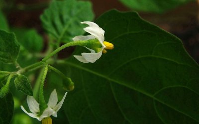 Solanum pytchanthum
