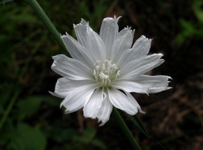 Cichorium intybus