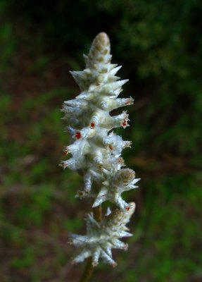 Froelichia gracilis