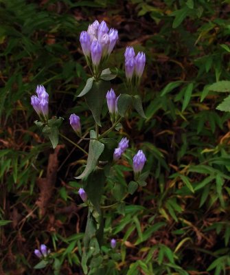 Gentianella quinquefolia ssp. occidentalis 