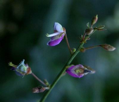 Desmodium perplexum