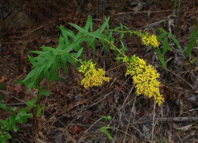 Solidago odora 