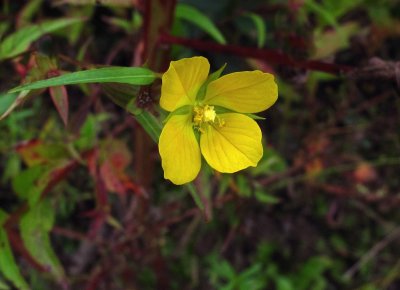 Ludwigia spp.