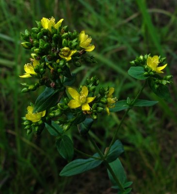 Hypericum punctatum