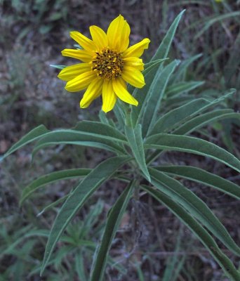 Helianthus maximiliani