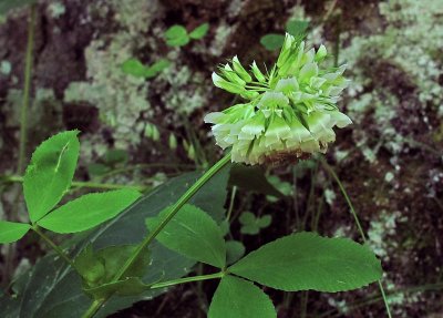  Trifolium reflexum