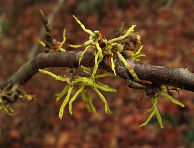 Hamamelis virginiana