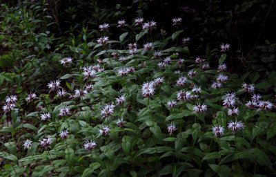 Monarda bradburiana