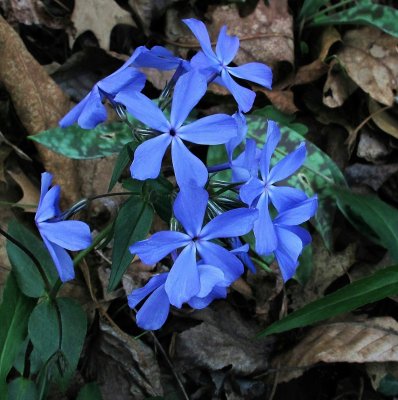 Phlox divaricata subsp. laphamii