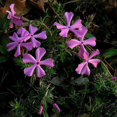 Phlox subulata