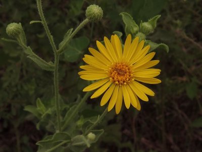 Heterotheca subaxillaris 