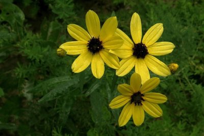 Coreopsis tripteris