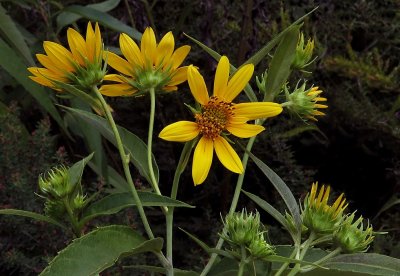 Helianthus grosseserratus