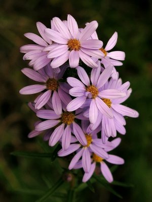 Lonactis linariifolius