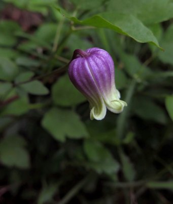 Clematis viorna