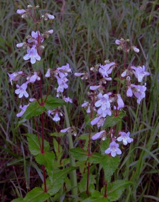 Penstemon tenuis 