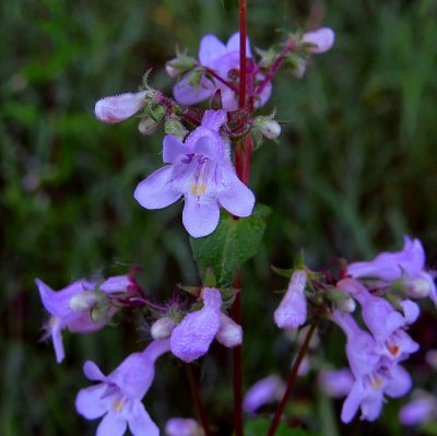 Penstemon tenuis