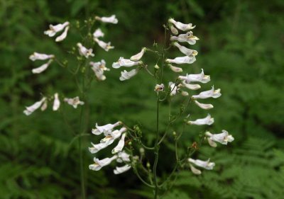 Penstemon laxiflorus