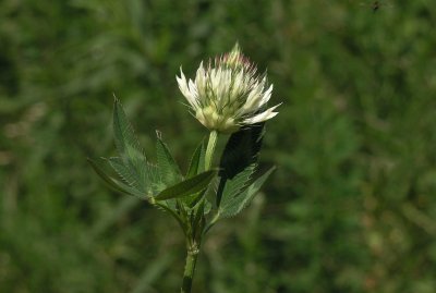 Trifolium vesiculosum 
