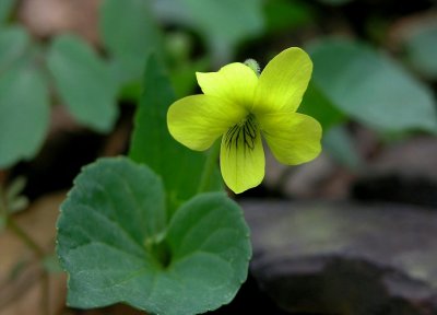 Viola pubescens