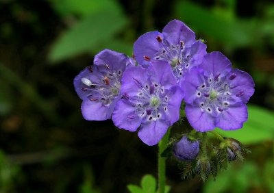 Phacelia hirsuta