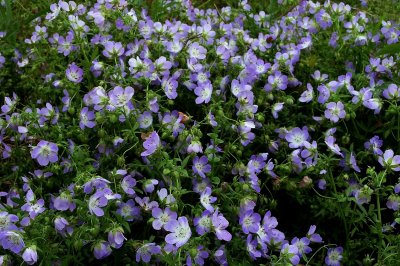 Nemophila phacelioides