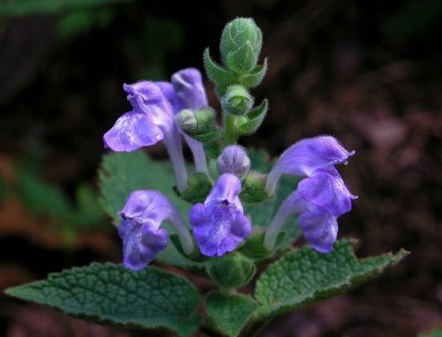 Scutellaria ovata