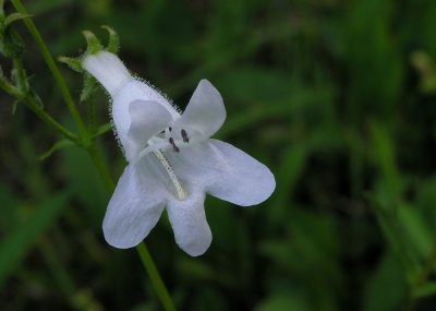  Penstemon digitalis