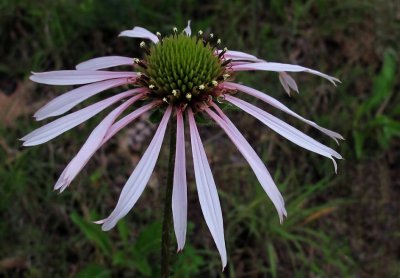 Echinacea pallida