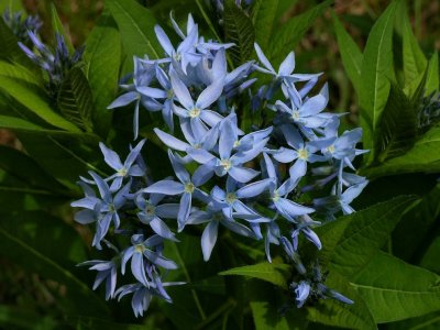 Amsonia tabernaemontana