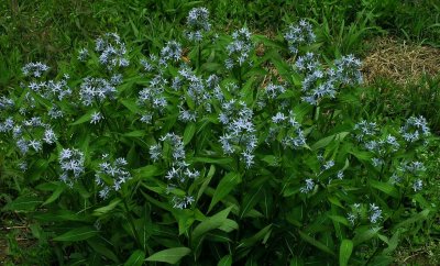 Amsonia tabernaemontana