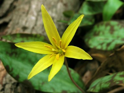 Erythronium rostratum