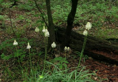 Amianthemum muscaetoxicum