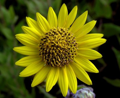 Helianthus mollis