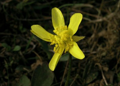 Ranunculus fascicularis