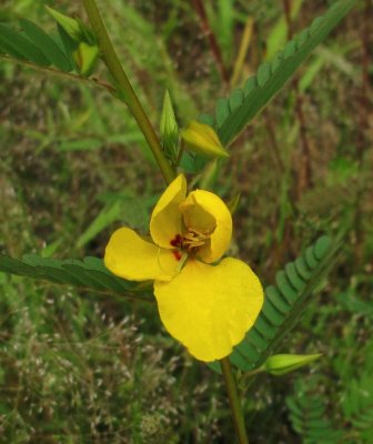 Chamaecrista fasciculata