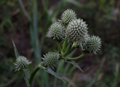 Eryngium yuccifolium