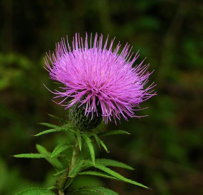 Cirsium altissimum 